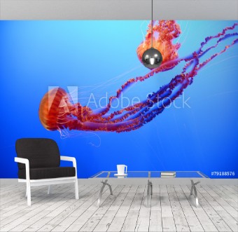 Picture of Orange jellyfish